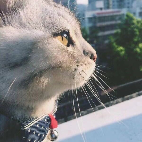 夏小棠