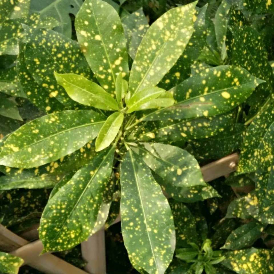 用戶頭像