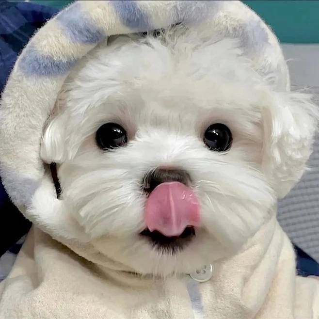晚安老头
