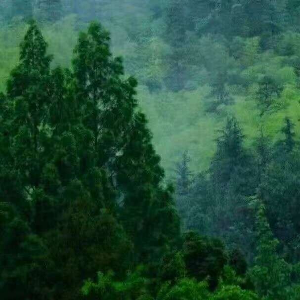 forest