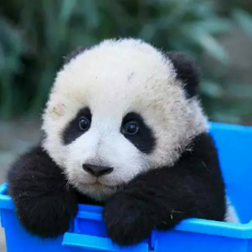 谢炎彬