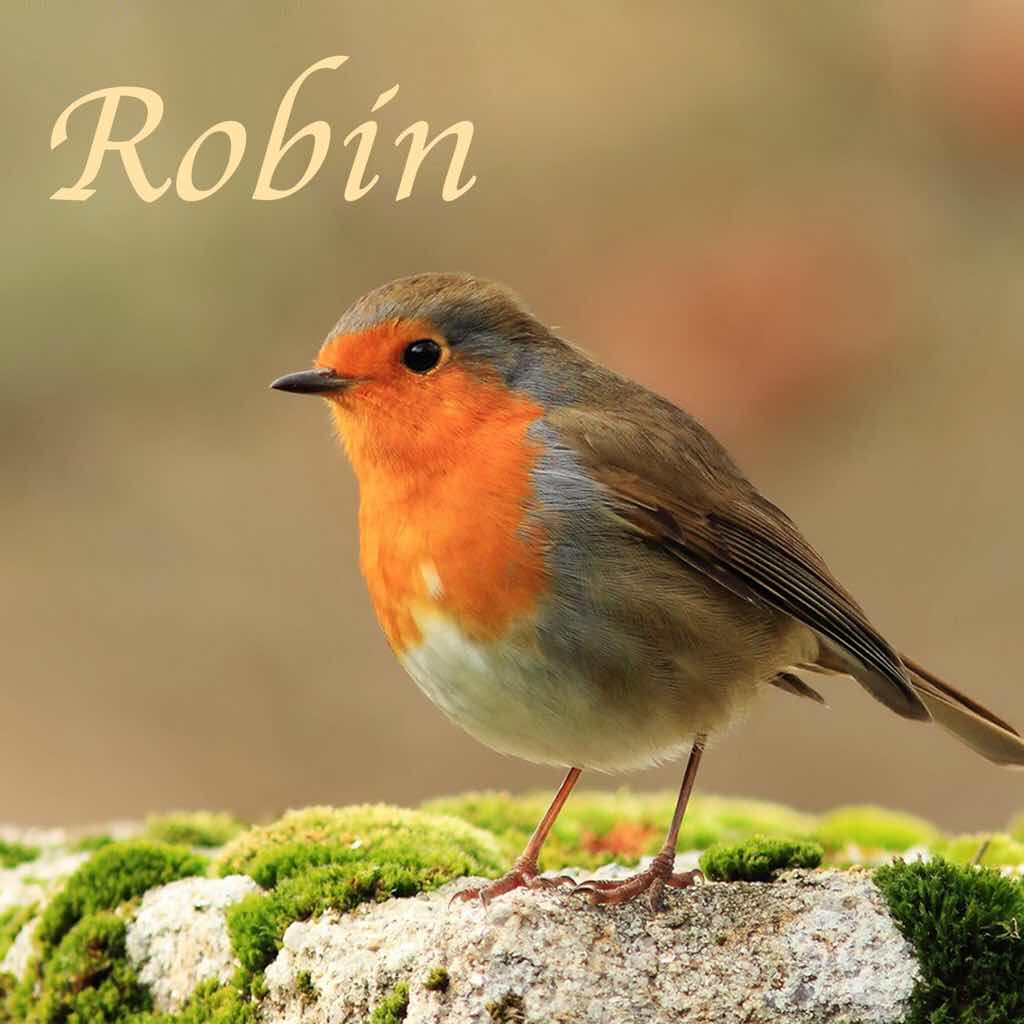 Robin