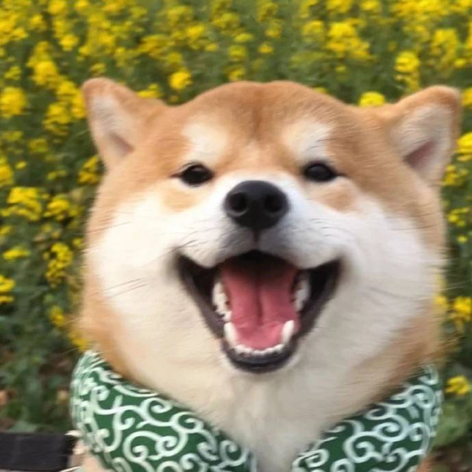 绯羽