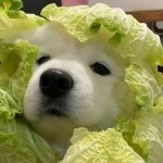 用戶頭像