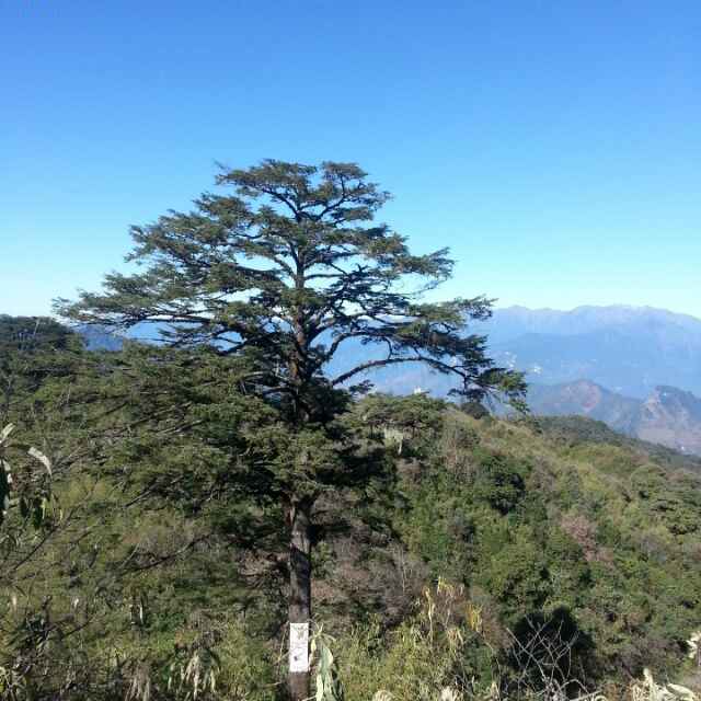 用戶頭像