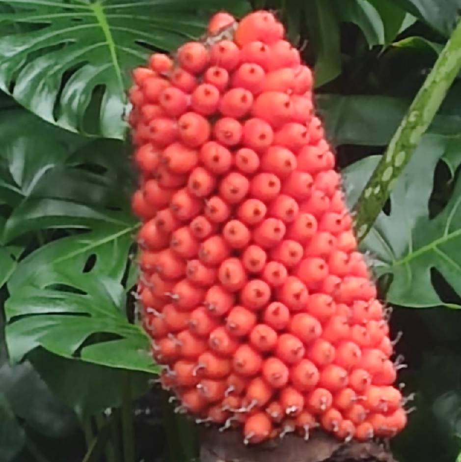 吉贝屿