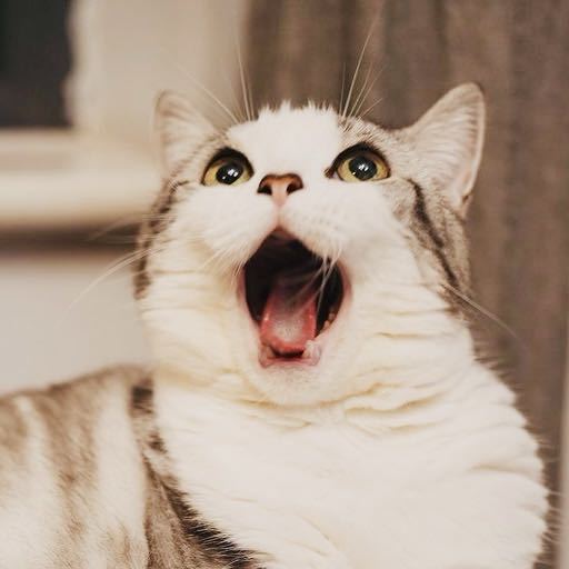 哼哼