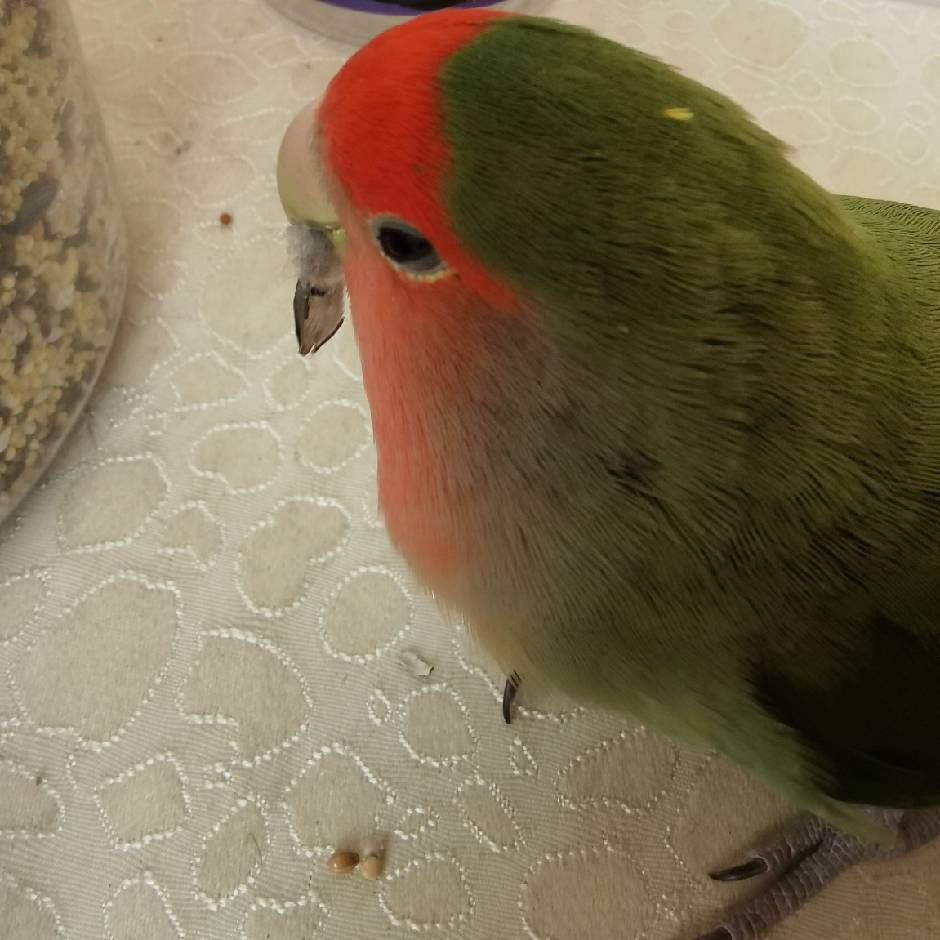 荚蒾