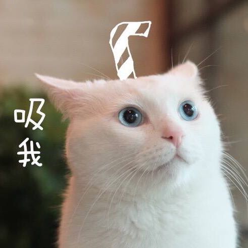 孜孜