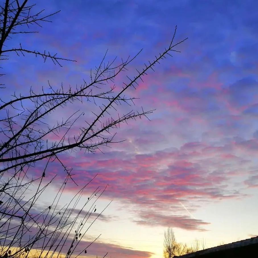 朝花夕颜