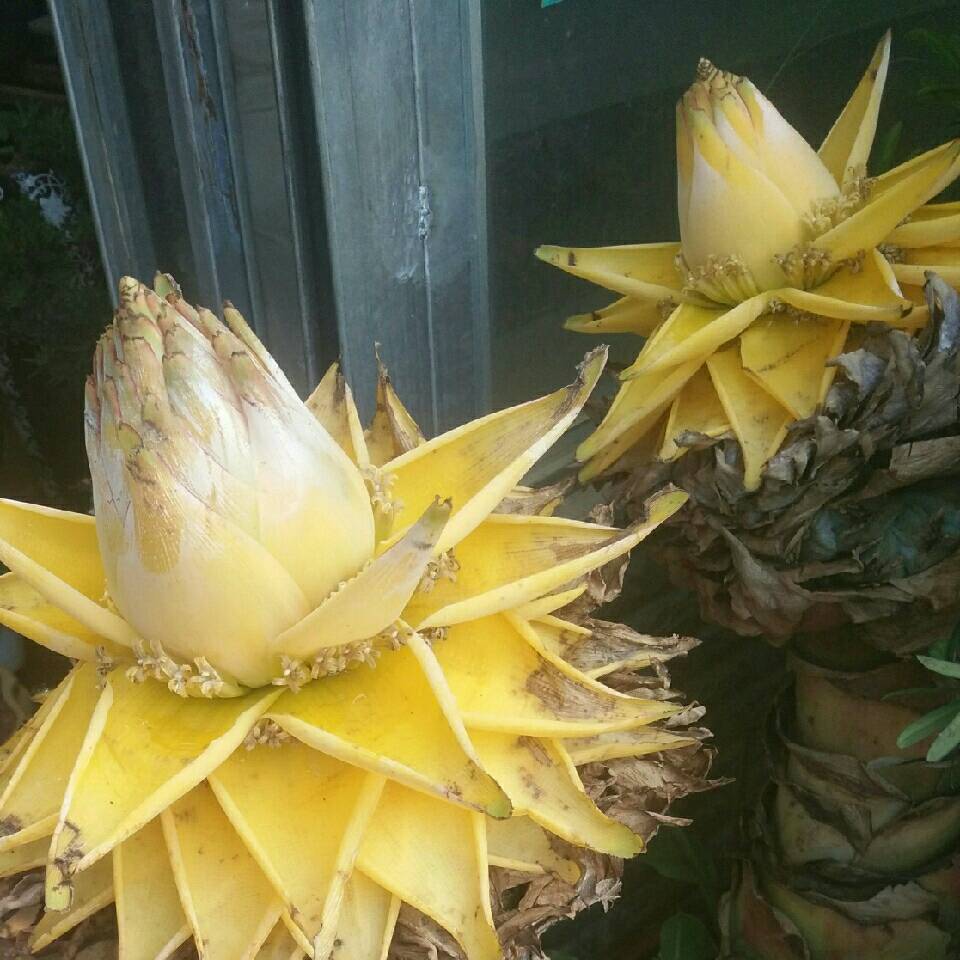 金秋果