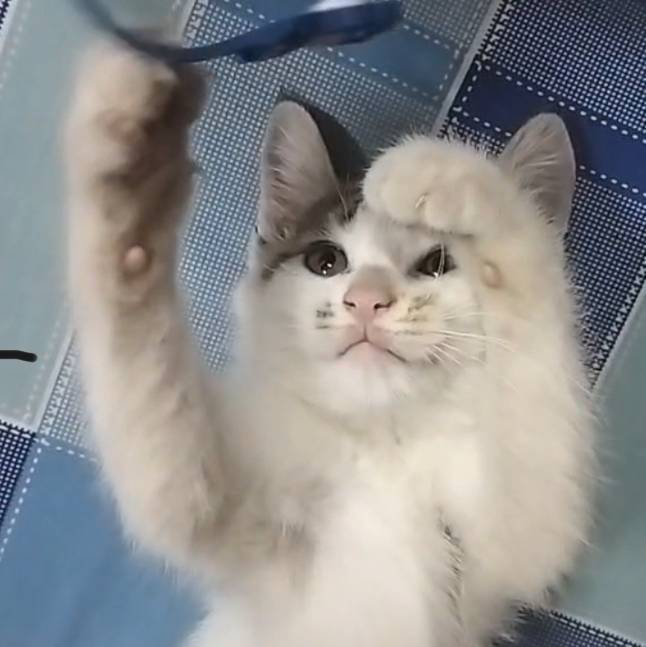 淼淼
