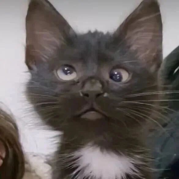 氵冘丶一口冋木灬