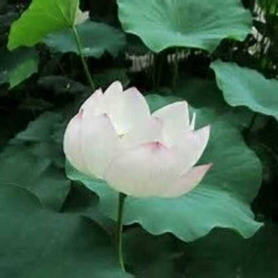 清丹