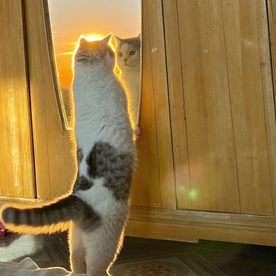 婠娅