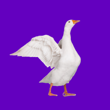 消除大鹅