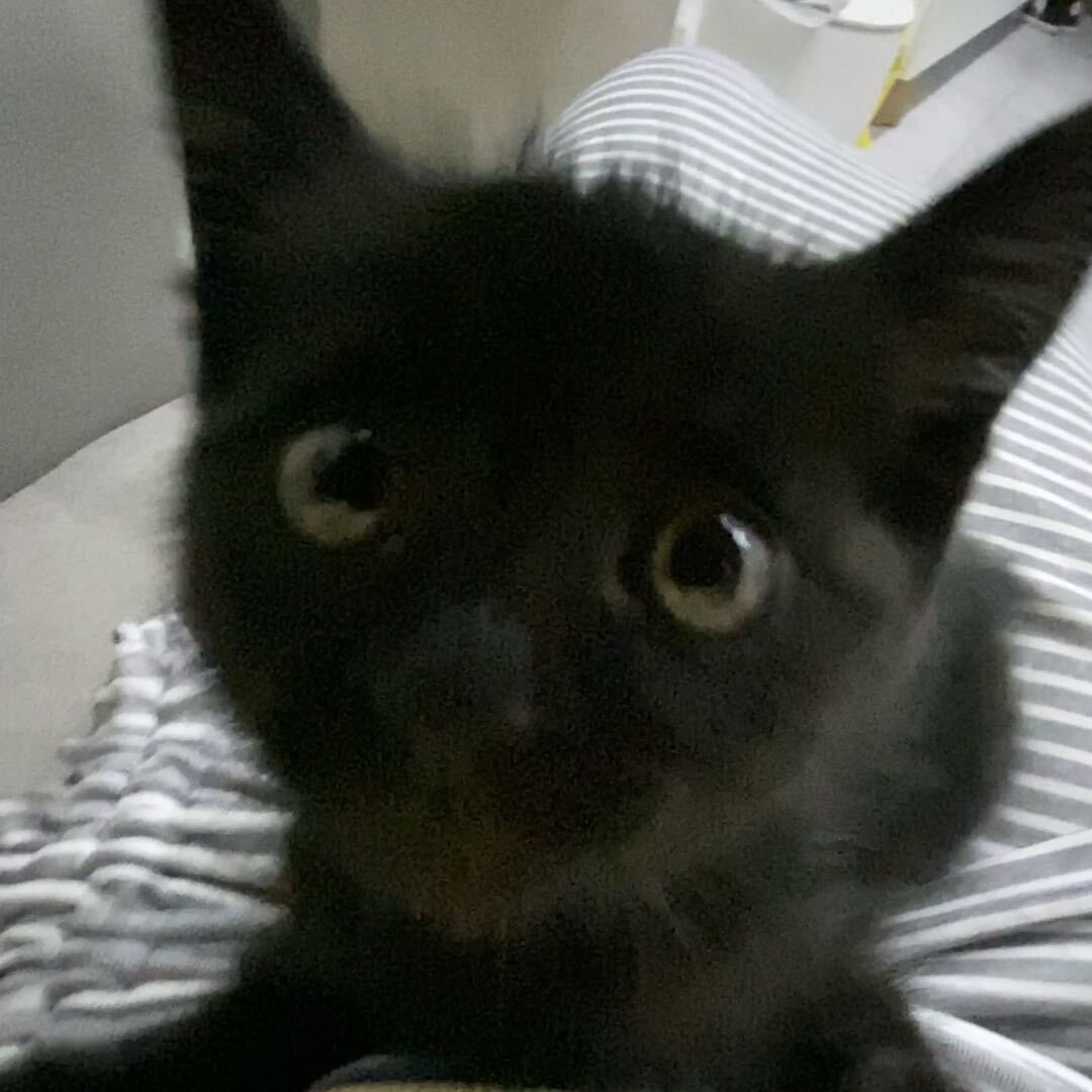 timo