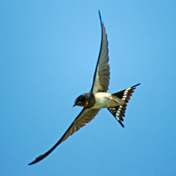 杨先生再喝酒每次罚一万