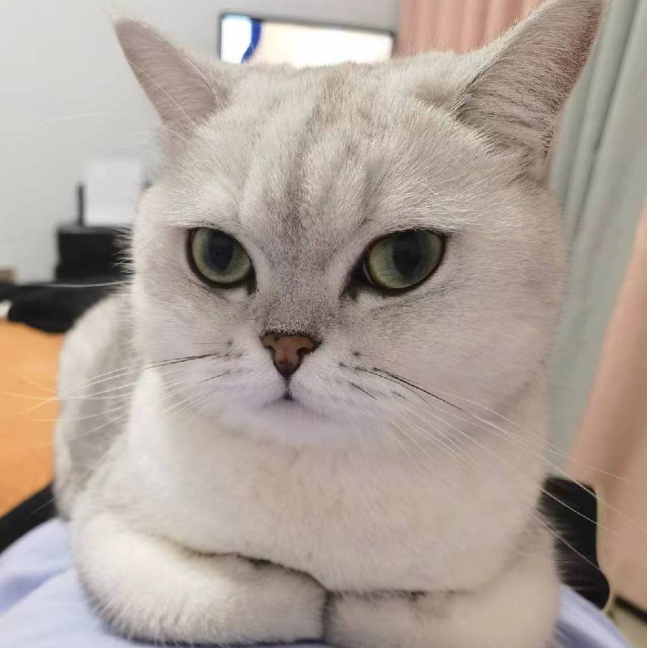 陶陶🐾