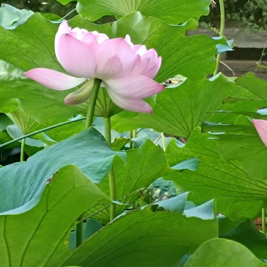 水