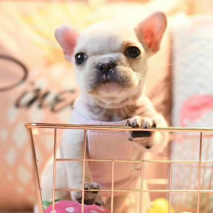 Small-dog🐶