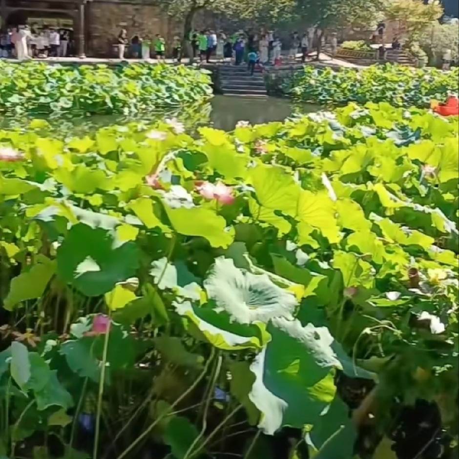 心舞半夏