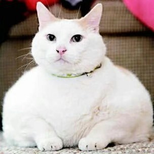 用戶頭像
