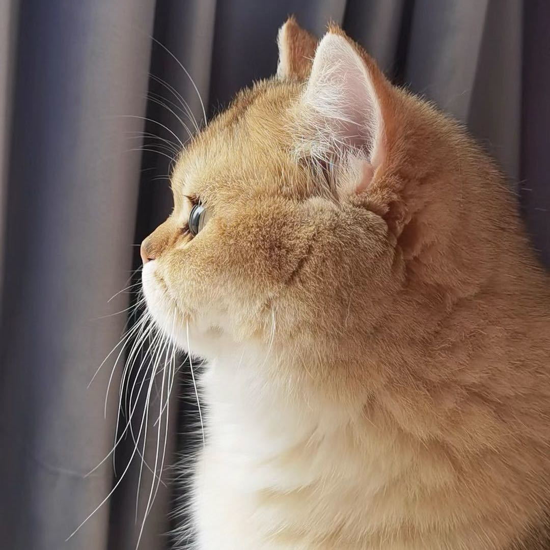 GIGI