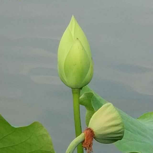 用戶頭像