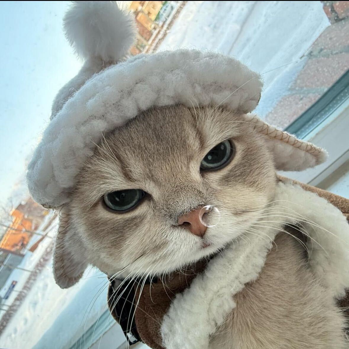 开心小猫球球