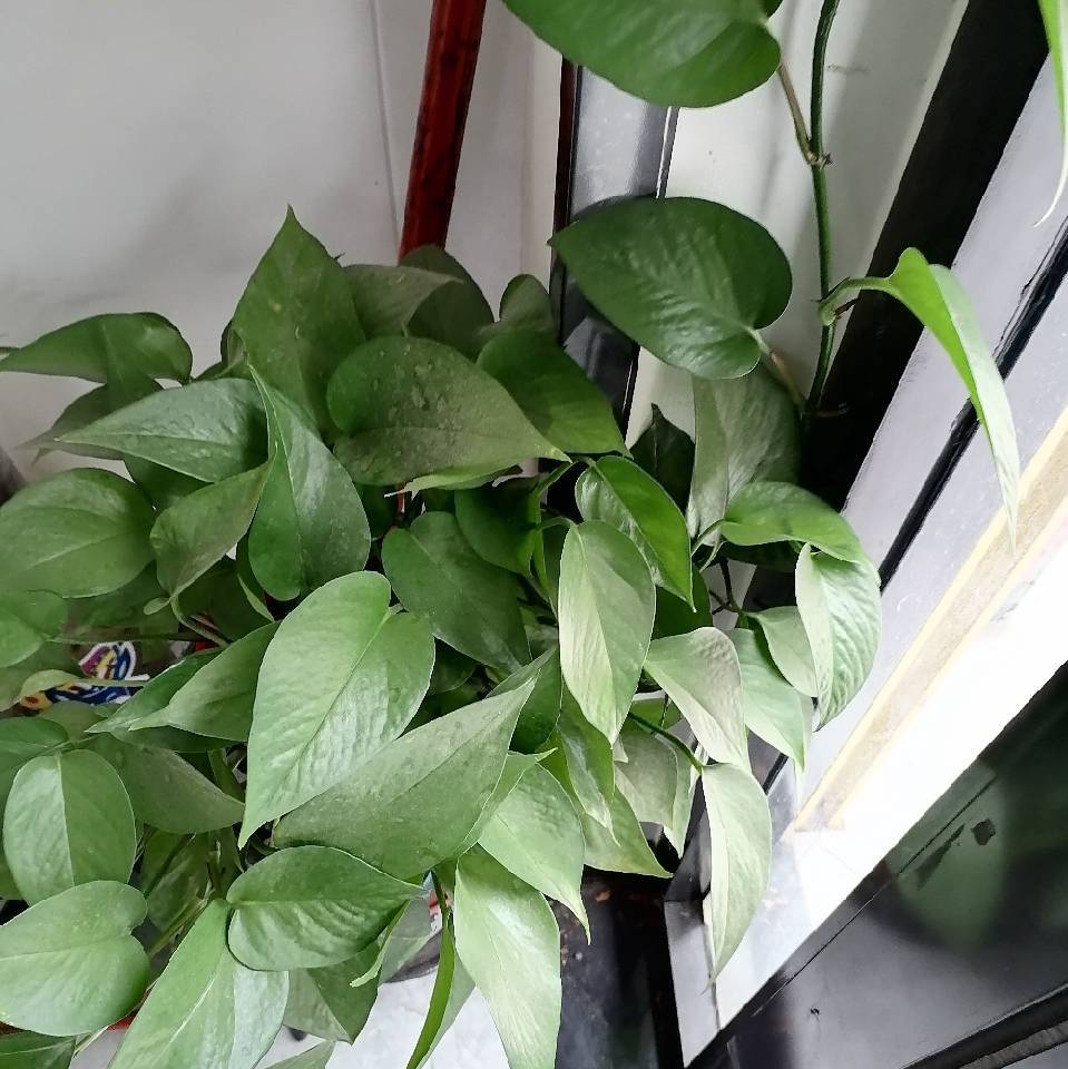 用戶頭像