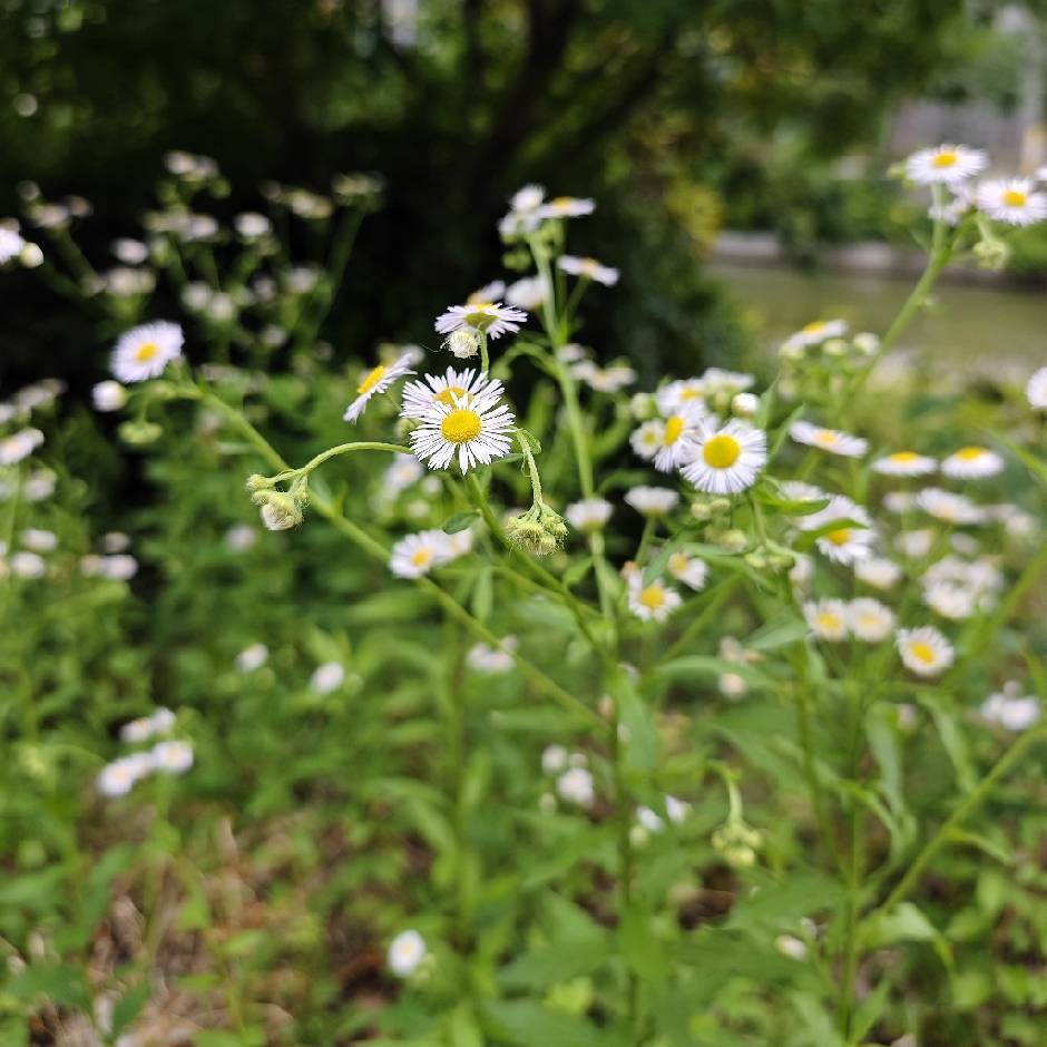 叶儿🌿