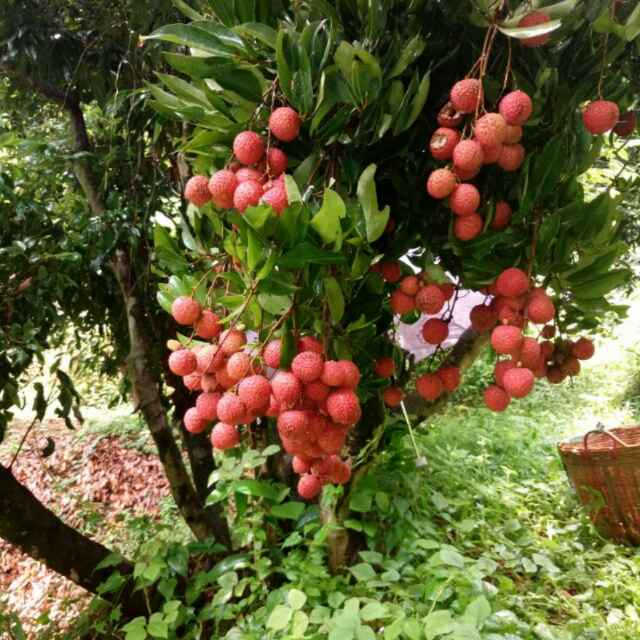涅槃温玉。