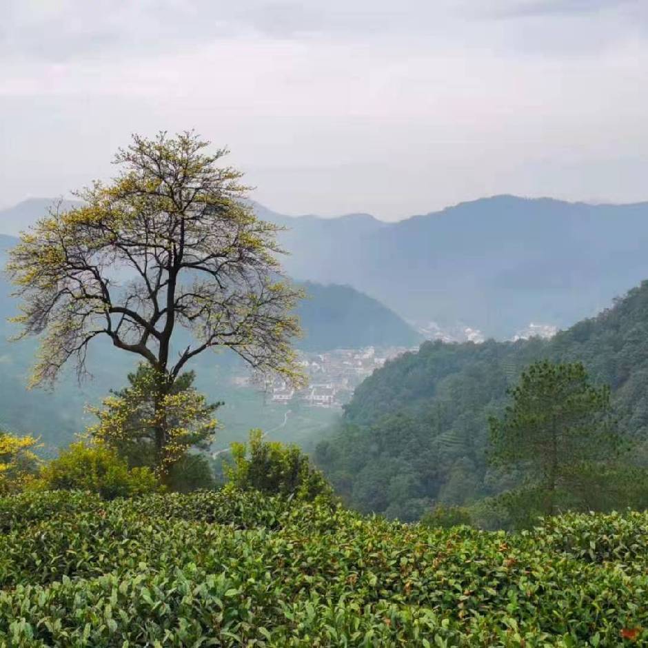 孤山客