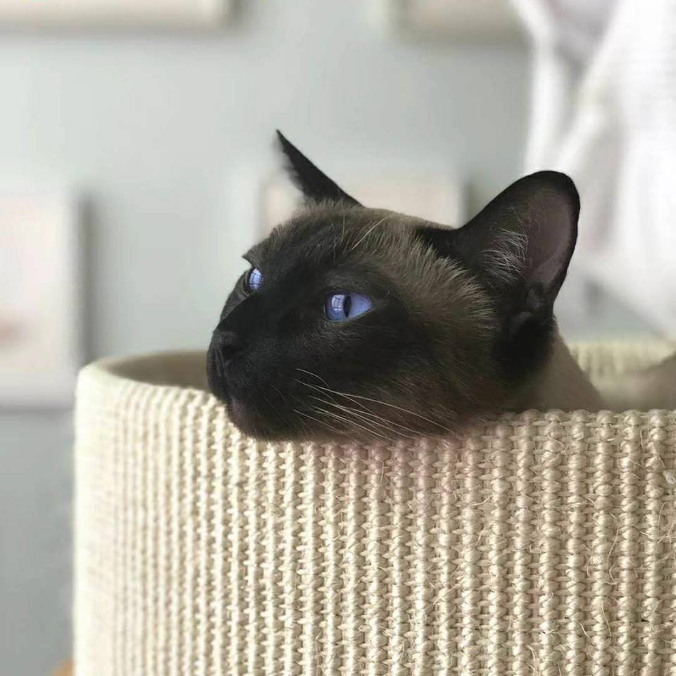 清泉 hello🐈
