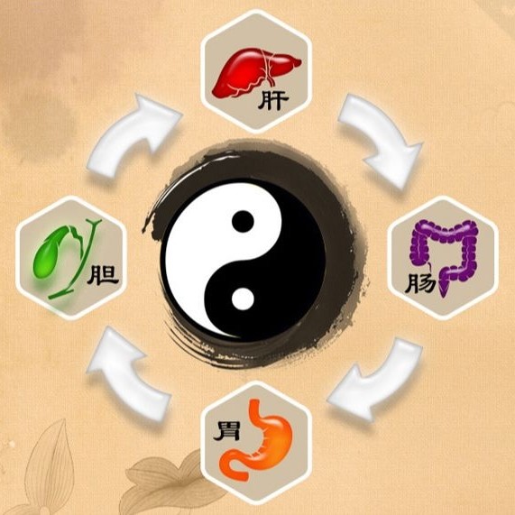 专注肠胃亚健康