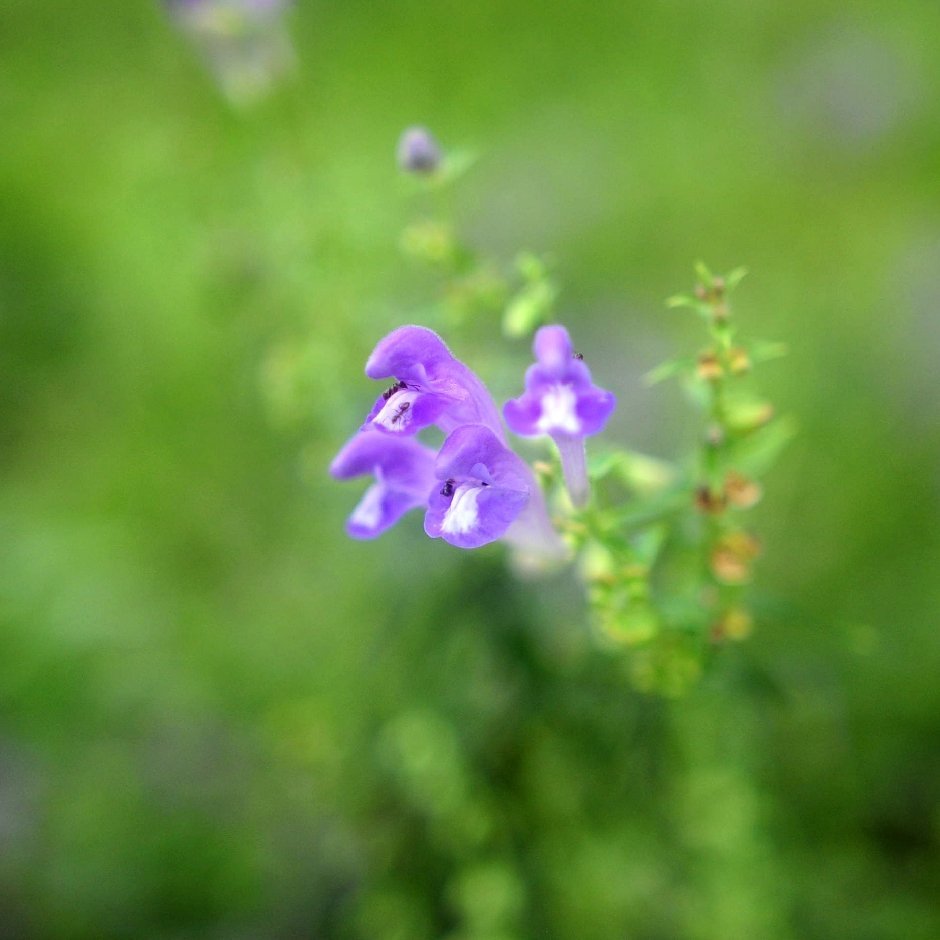 种花兔子