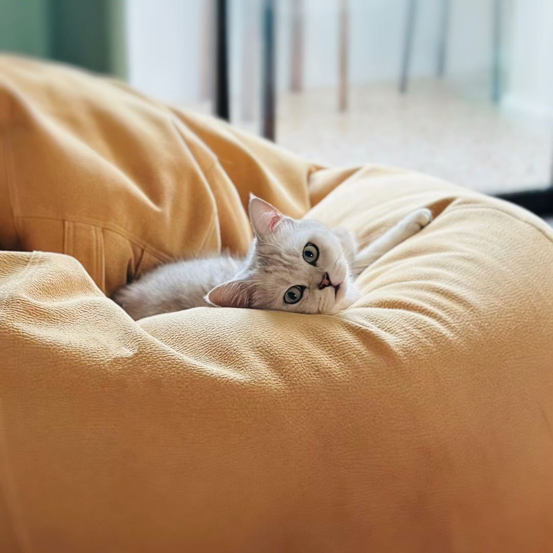 （*＾-＾*）