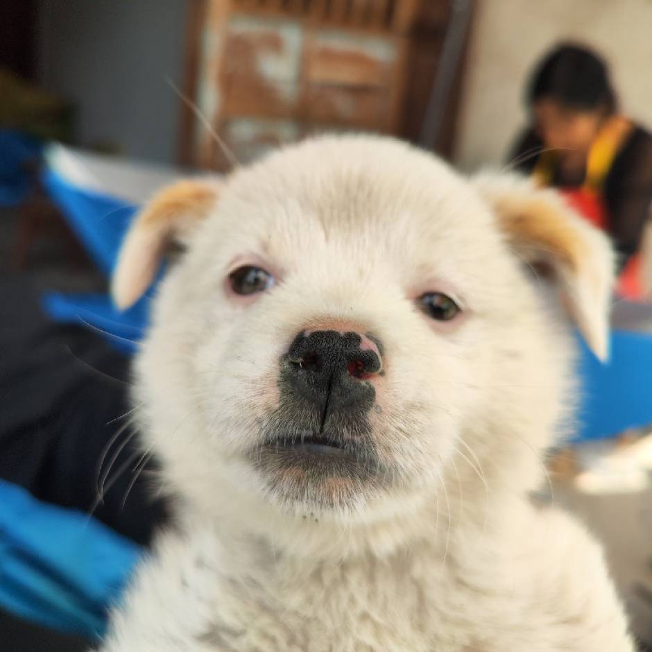 毛草纸