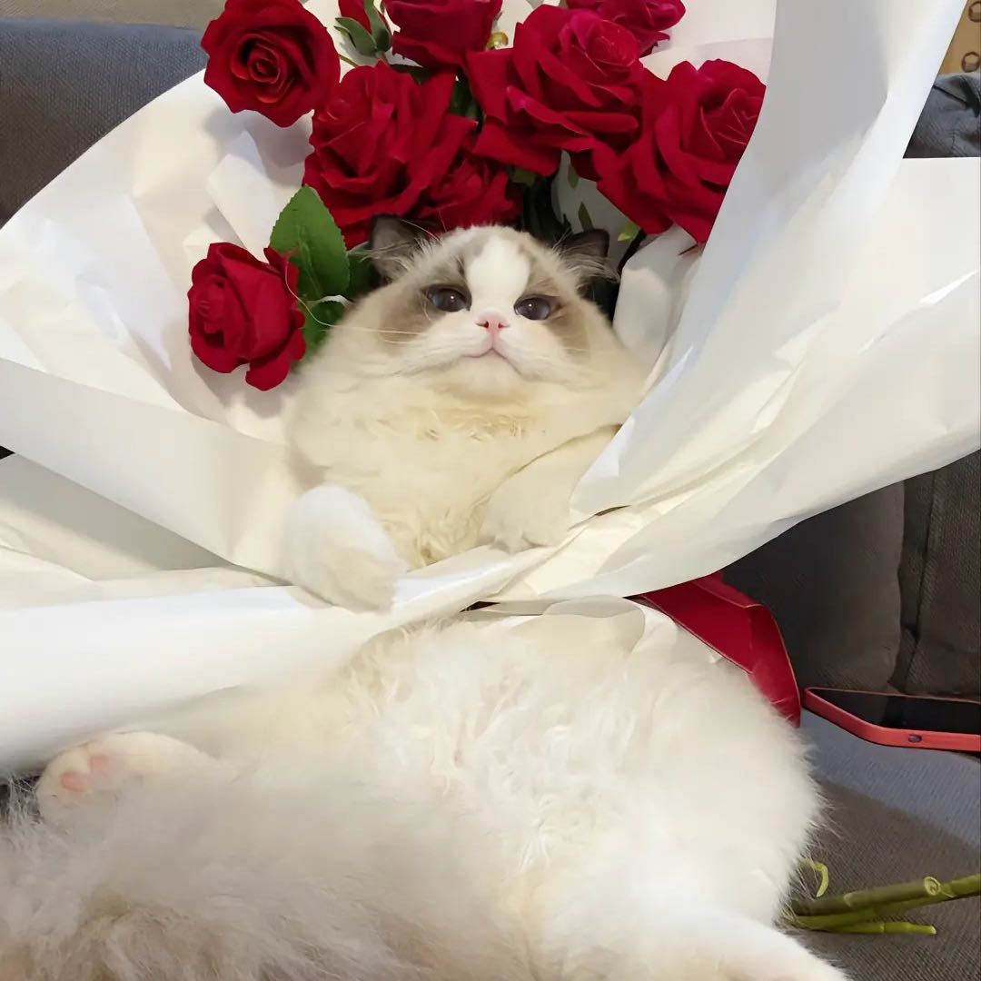 李计几的计几🍓