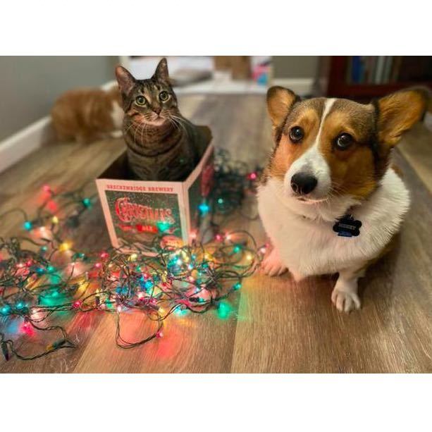 🇨🇳猫狗客栈