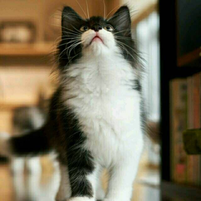 记忆
