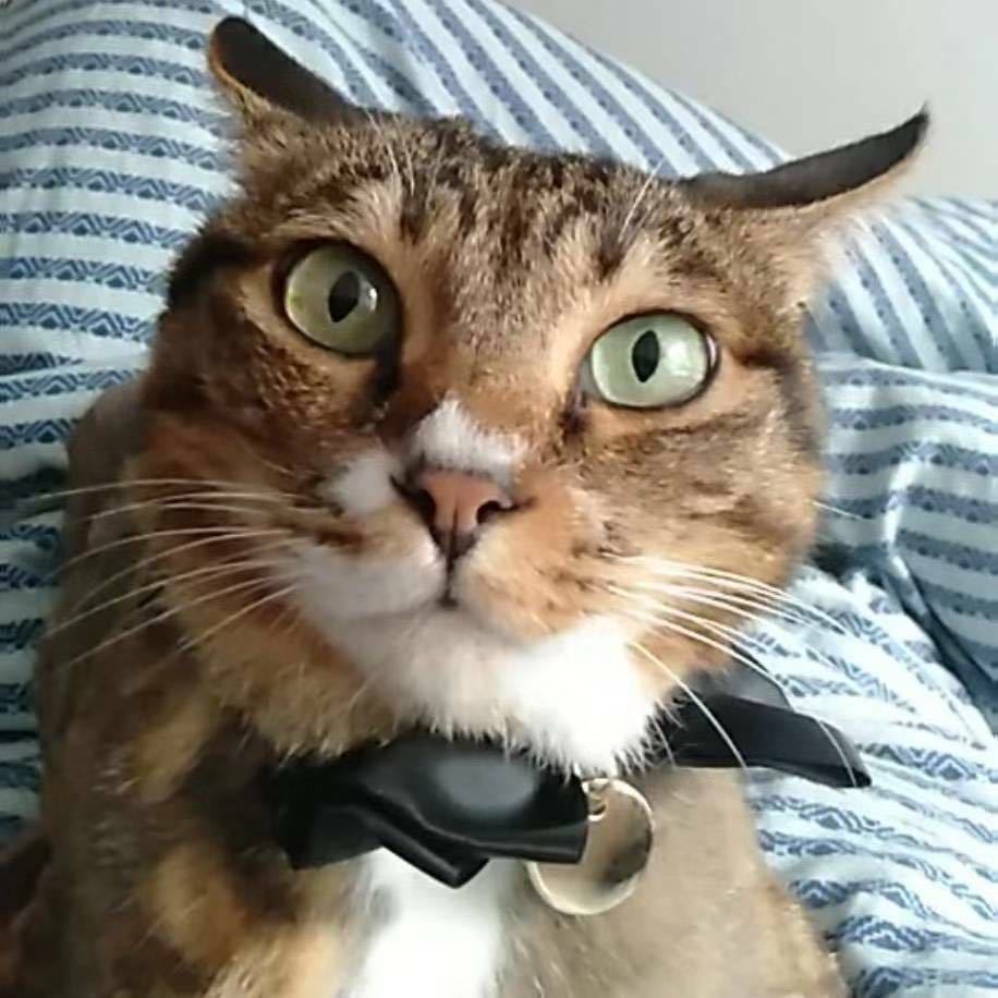招财猫🐱
