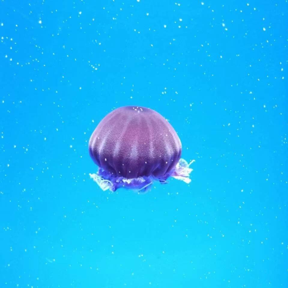 力诺克