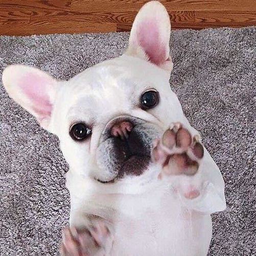 pocola宝可乐宠物屋（泗泾店）