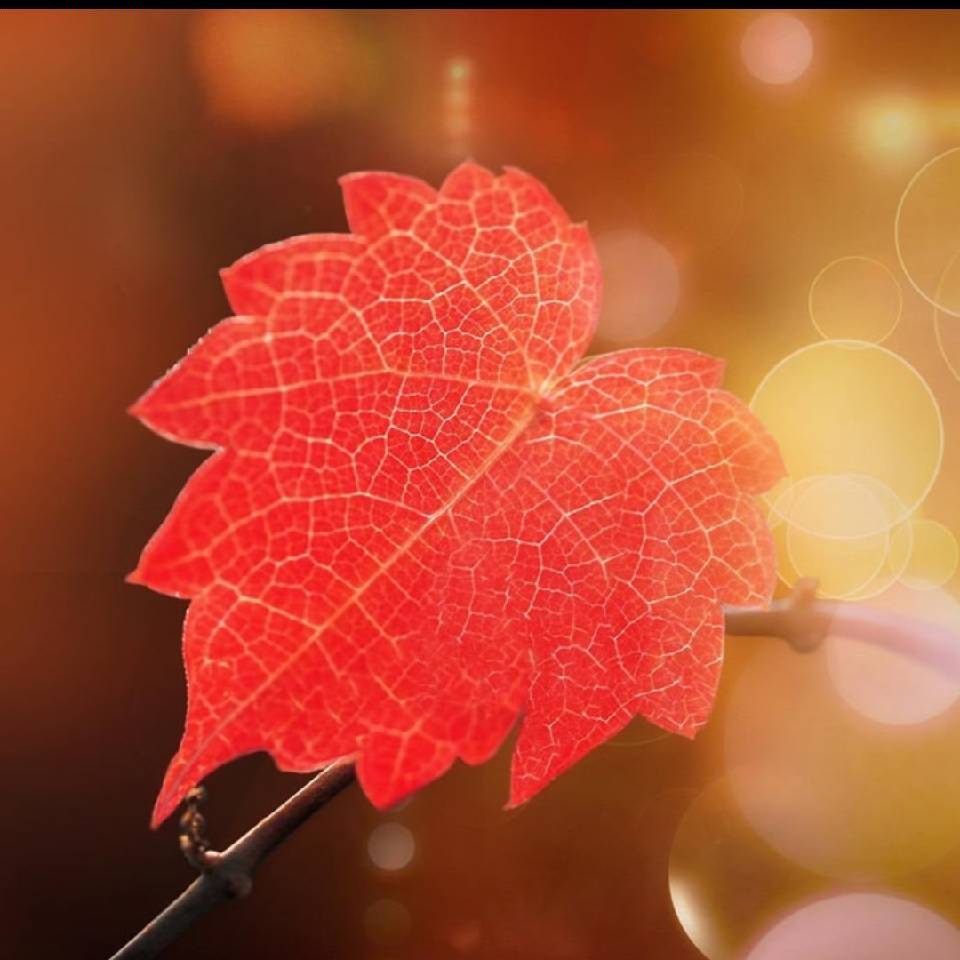 卢锌格15346154944