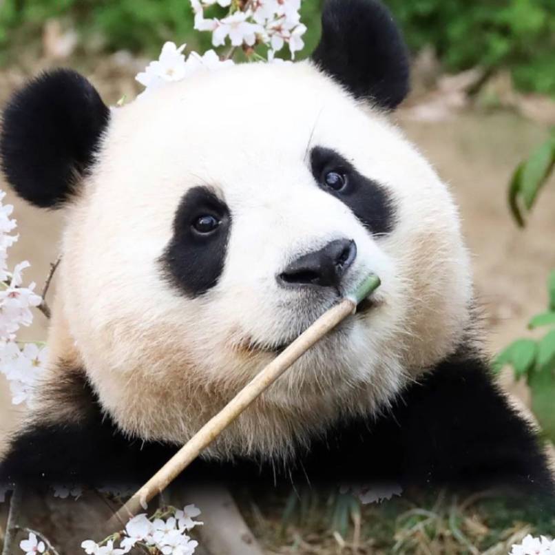 南枝