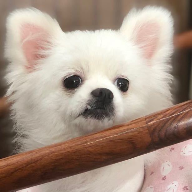 大张小伟