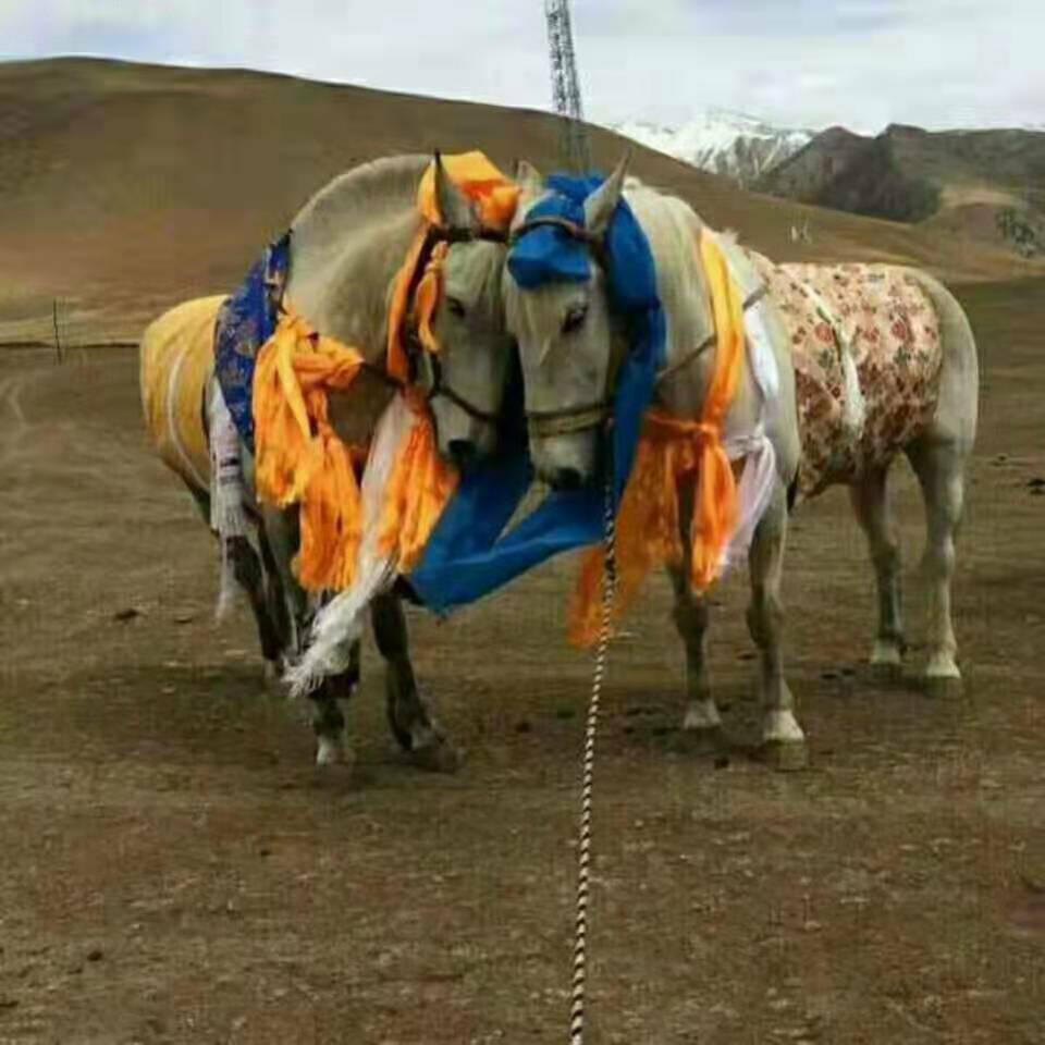 བྱེའུ་འཇོལ་མོ།