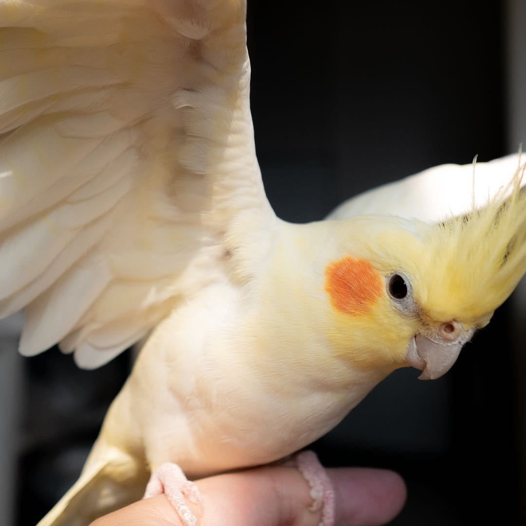 ༄྄ེིོུ 大柱 ཉ྄ིོུ༄